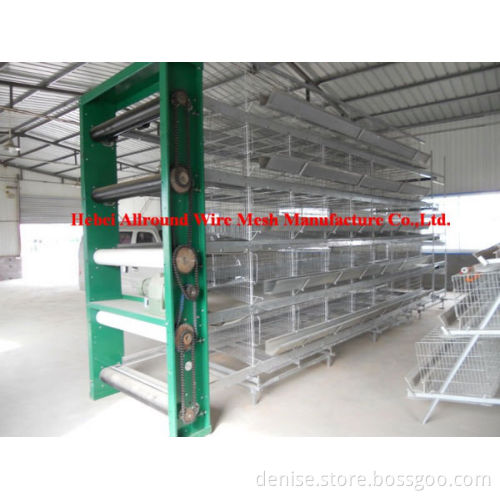 design layer chicken cages